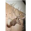 Image 2 : 12-Point ELK Shoulder Mount