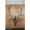 Image 8 : 12-Point ELK Shoulder Mount