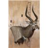 Image 2 : NYALA Shoulder Mount