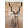 Image 1 : Big KUDU Shoulder Mount