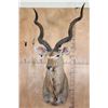 Image 2 : Big KUDU Shoulder Mount