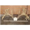 Image 2 : XXXL Heavy Reproduction 24-Point WHITETAIL DEER Antler Rack