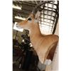Image 10 : IMPALA Wall Pedestal Mount