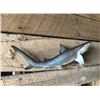 Image 3 : *New in Box* Reproduction SAND SHARK Fish Mount
