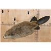 Image 2 : Big Life-sized Swimming BEAVER on a Wood Wall Hanging Base
