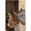 Image 8 : Big Life-sized Swimming BEAVER on a Wood Wall Hanging Base