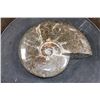 Image 1 : Big Whole Sutured and Polished AMMONITE Fossil Specimen