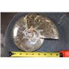 Image 2 : Big Whole Sutured and Polished AMMONITE Fossil Specimen