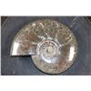 Image 3 : Big Whole Sutured and Polished AMMONITE Fossil Specimen
