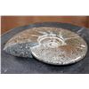 Image 4 : Big Whole Sutured and Polished AMMONITE Fossil Specimen