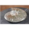 Image 5 : Big Whole Sutured and Polished AMMONITE Fossil Specimen