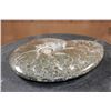 Image 6 : Big Whole Sutured and Polished AMMONITE Fossil Specimen