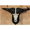 Image 1 : XXL "Daga Boy" CAPE BUFFALO Skull