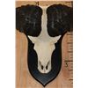 Image 6 : XXL "Daga Boy" CAPE BUFFALO Skull