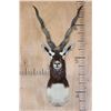Image 1 : BLACKBUCK Shoulder Mount