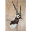 Image 2 : BLACKBUCK Shoulder Mount