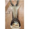 Image 8 : BLACKBUCK Shoulder Mount