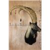 Image 1 : SIBERIAN IBEX Shoulder Mount with Big Reproduction Horns