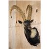 Image 2 : SIBERIAN IBEX Shoulder Mount with Big Reproduction Horns