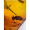 Image 12 : (10) Pieces of Authentic Myanmar AMBER Fossils with Multiple Insect Inclusions (ONE$)