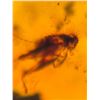 Image 15 : (10) Pieces of Authentic Myanmar AMBER Fossils with Multiple Insect Inclusions (ONE$)