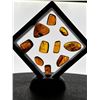 Image 1 : (10) Pieces of Authentic Myanmar AMBER Fossils with Multiple Insect Inclusions (ONE$)
