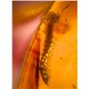Image 5 : (10) Pieces of Authentic Myanmar AMBER Fossils with Multiple Insect Inclusions (ONE$)