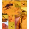 Image 6 : (10) Pieces of Authentic Myanmar AMBER Fossils with Multiple Insect Inclusions (ONE$)
