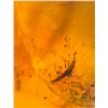 Image 8 : (10) Pieces of Authentic Myanmar AMBER Fossils with Multiple Insect Inclusions (ONE$)