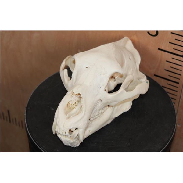 XL BLACK BEAR Skull