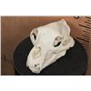 Image 1 : XL BLACK BEAR Skull