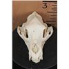 Image 2 : XL BLACK BEAR Skull