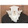 Image 3 : XL BLACK BEAR Skull
