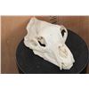 Image 4 : XL BLACK BEAR Skull