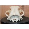 Image 7 : XL BLACK BEAR Skull