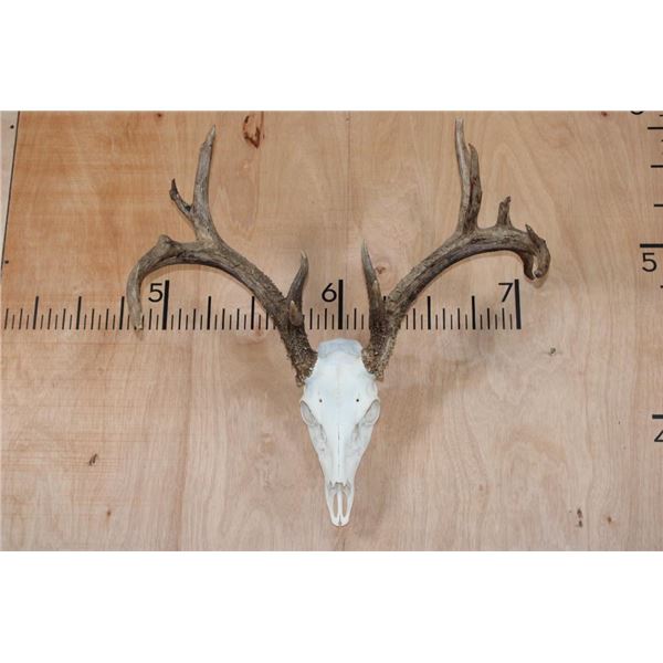 Big 14-Point WHITETAIL DEER Skull with All its Teeth