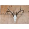 Image 1 : Big 14-Point WHITETAIL DEER Skull with All its Teeth