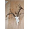 Image 2 : Big 14-Point WHITETAIL DEER Skull with All its Teeth