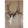 Image 3 : Big 14-Point WHITETAIL DEER Skull with All its Teeth