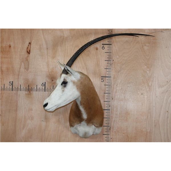 *TEXAS RESIDENTS ONLY* SCIMITAR HORNED ORYX Shoulder Mount