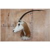 Image 1 : *TEXAS RESIDENTS ONLY* SCIMITAR HORNED ORYX Shoulder Mount