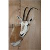 Image 2 : *TEXAS RESIDENTS ONLY* SCIMITAR HORNED ORYX Shoulder Mount