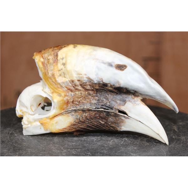 XL HORNBILL Skull