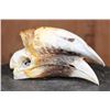 Image 1 : XL HORNBILL Skull