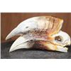 Image 3 : XL HORNBILL Skull