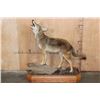 Image 2 : Life-sized Howling COYOTE on a Wood Base