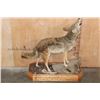 Image 8 : Life-sized Howling COYOTE on a Wood Base