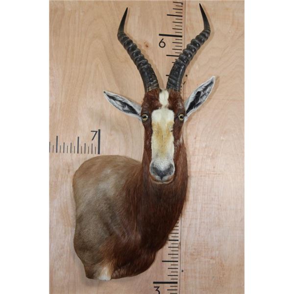 *TEXAS RESIDENTS ONLY* BONTEBOK Wall Pedestal Mount