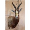 Image 1 : *TEXAS RESIDENTS ONLY* BONTEBOK Wall Pedestal Mount