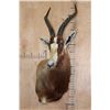 Image 2 : *TEXAS RESIDENTS ONLY* BONTEBOK Wall Pedestal Mount